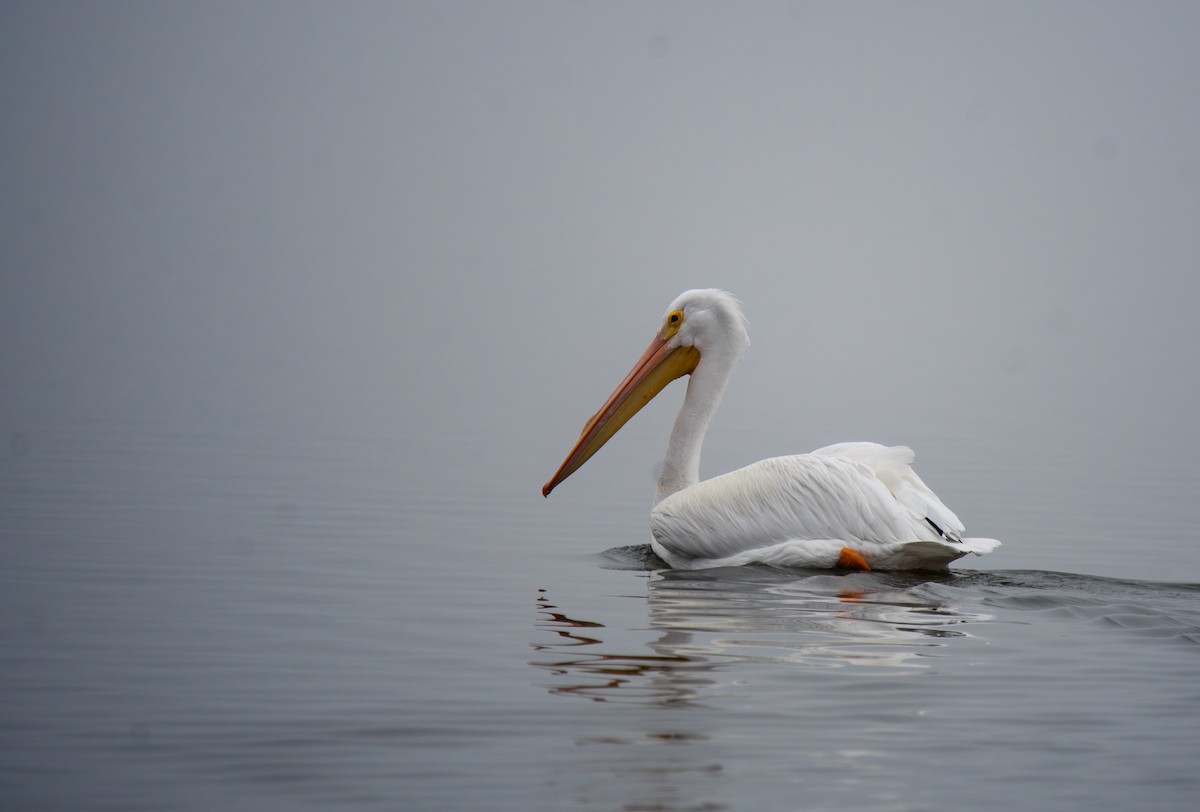 American White Pelican - ML647439514