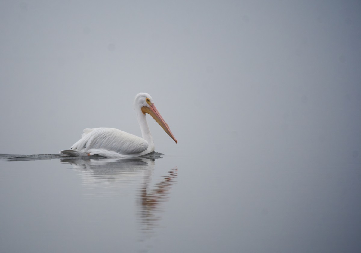 American White Pelican - ML647439515