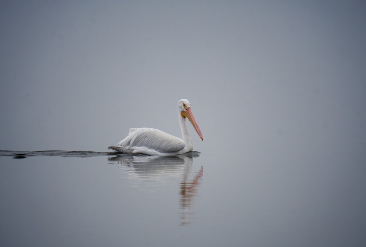 アメリカシロペリカン - ML647439516