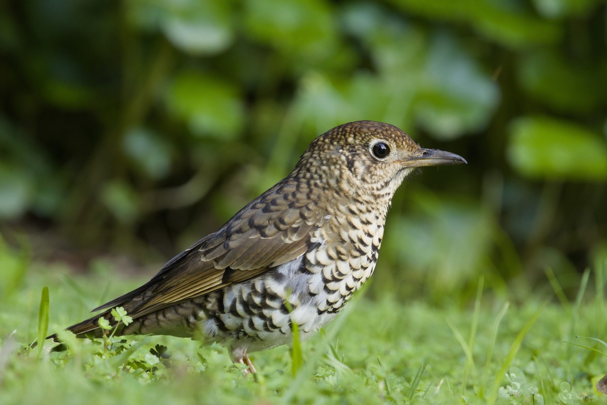 アカオトラツグミ - ML647439519