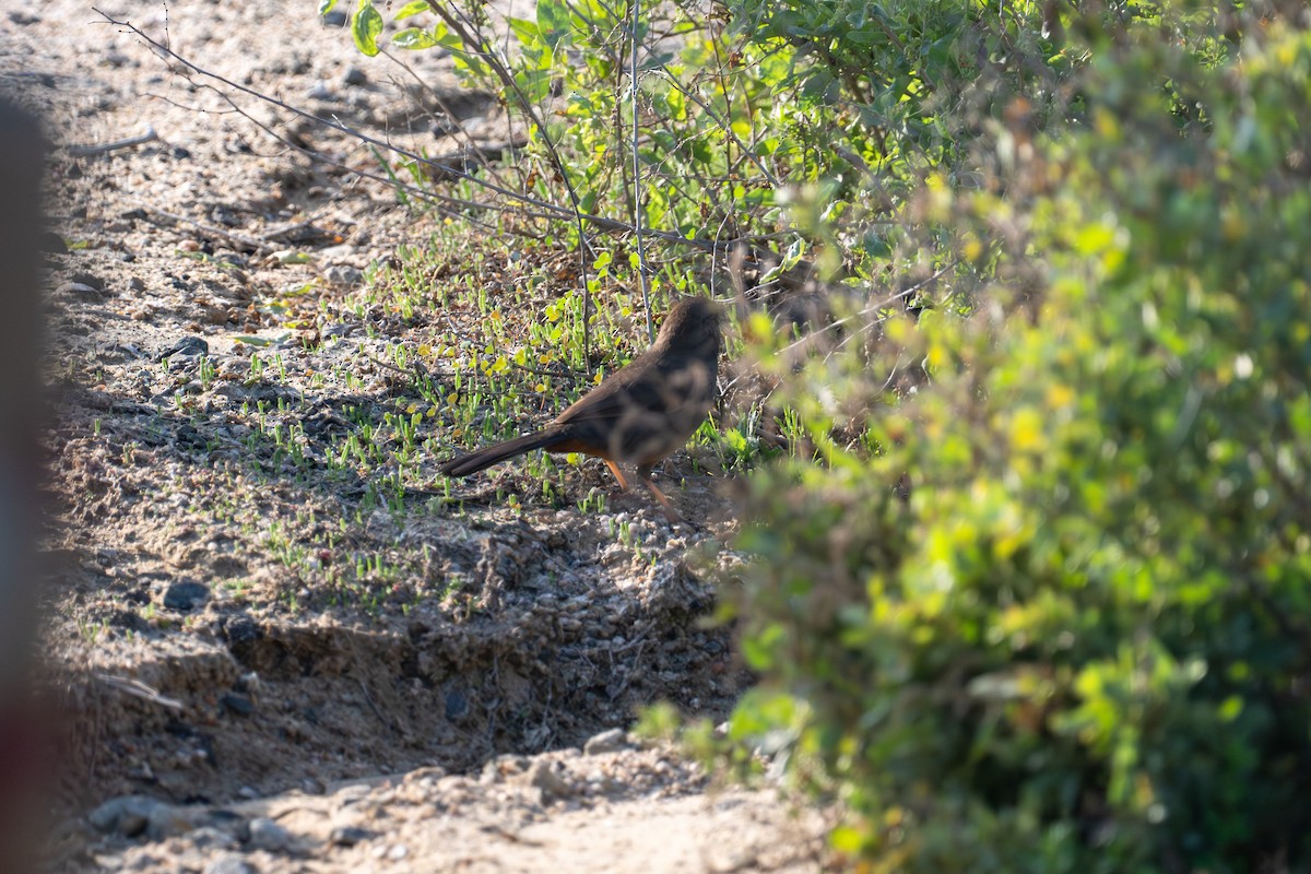 カリフォルニアムジトウヒチョウ - ML647439521