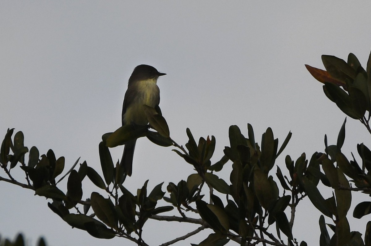 ツキヒメハエトリ - ML647439522