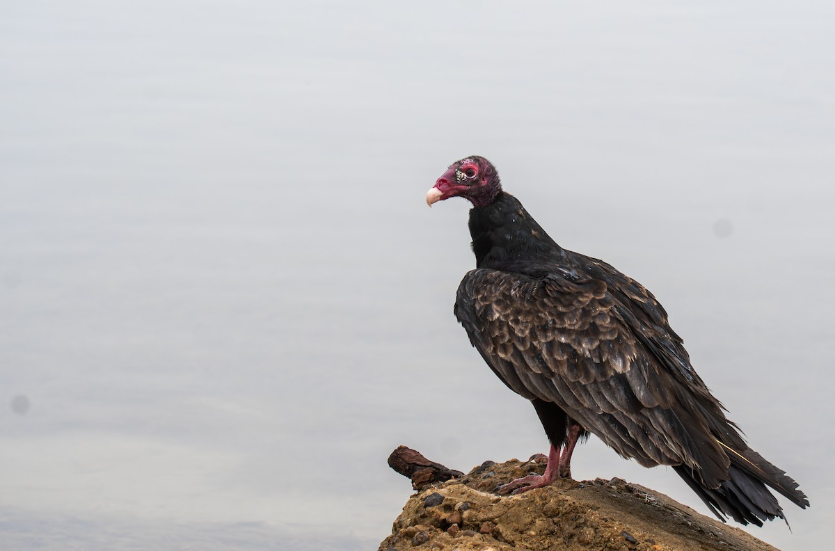 ヒメコンドル - ML647439523