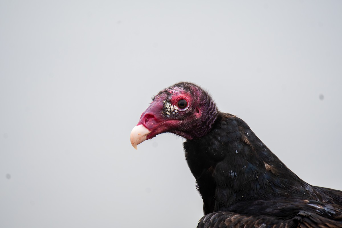 ヒメコンドル - ML647439524