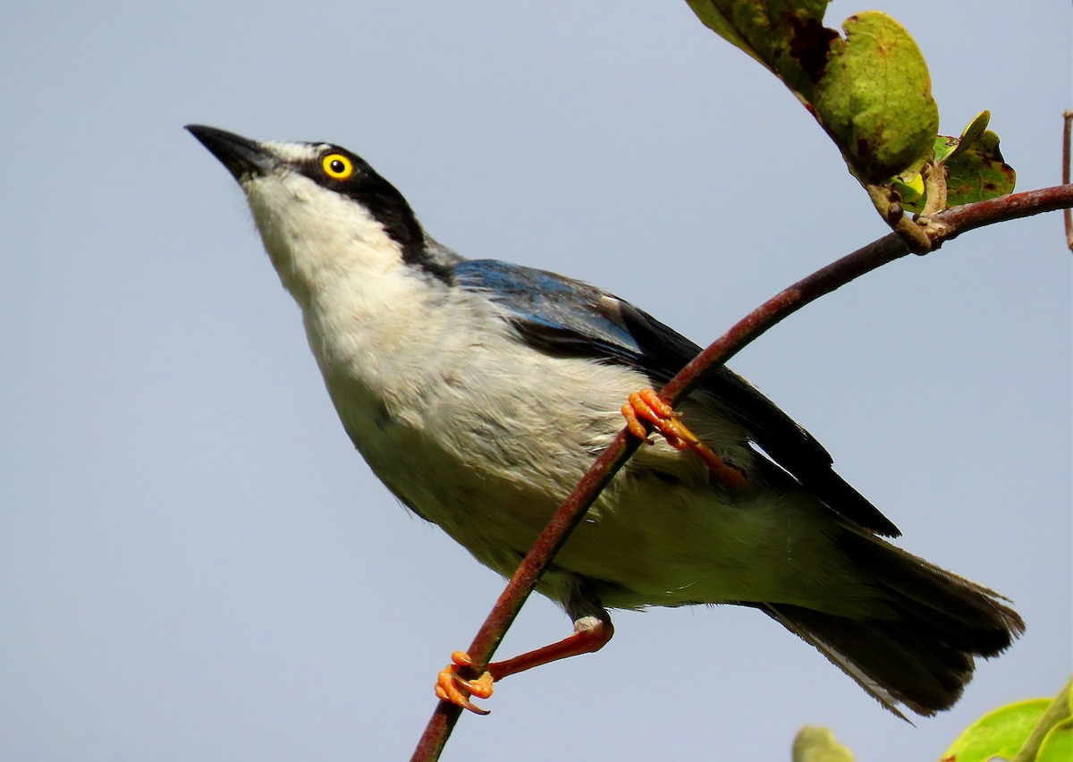 ズキンフウキンチョウ - ML647439525