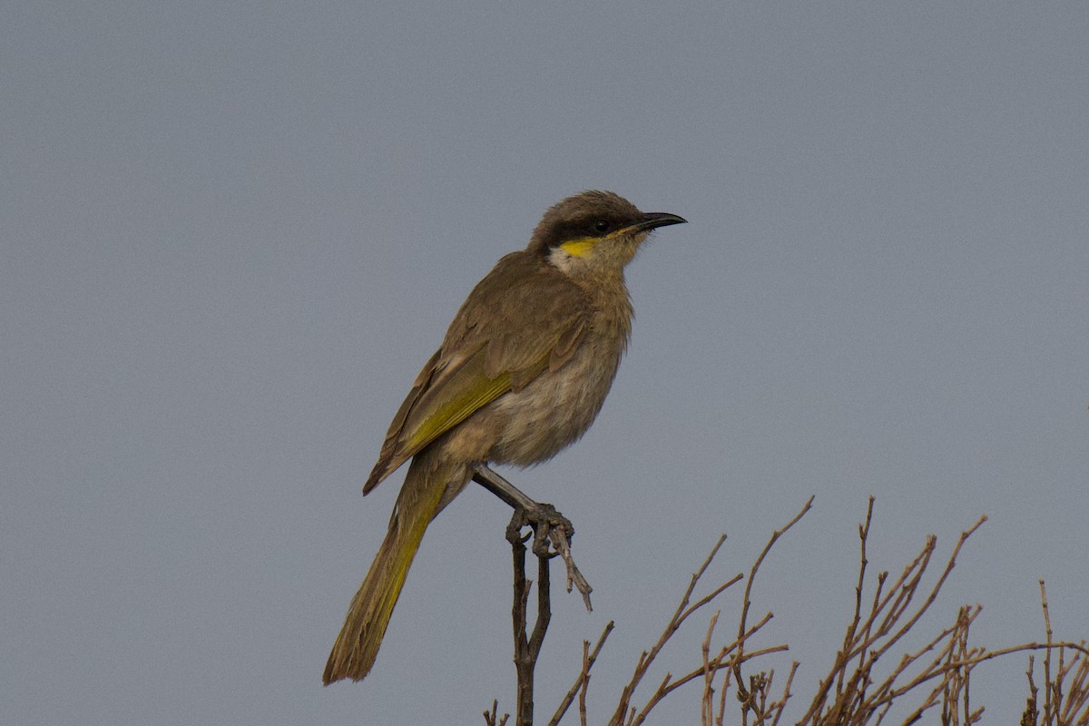 ウタイミツスイ - ML647439526