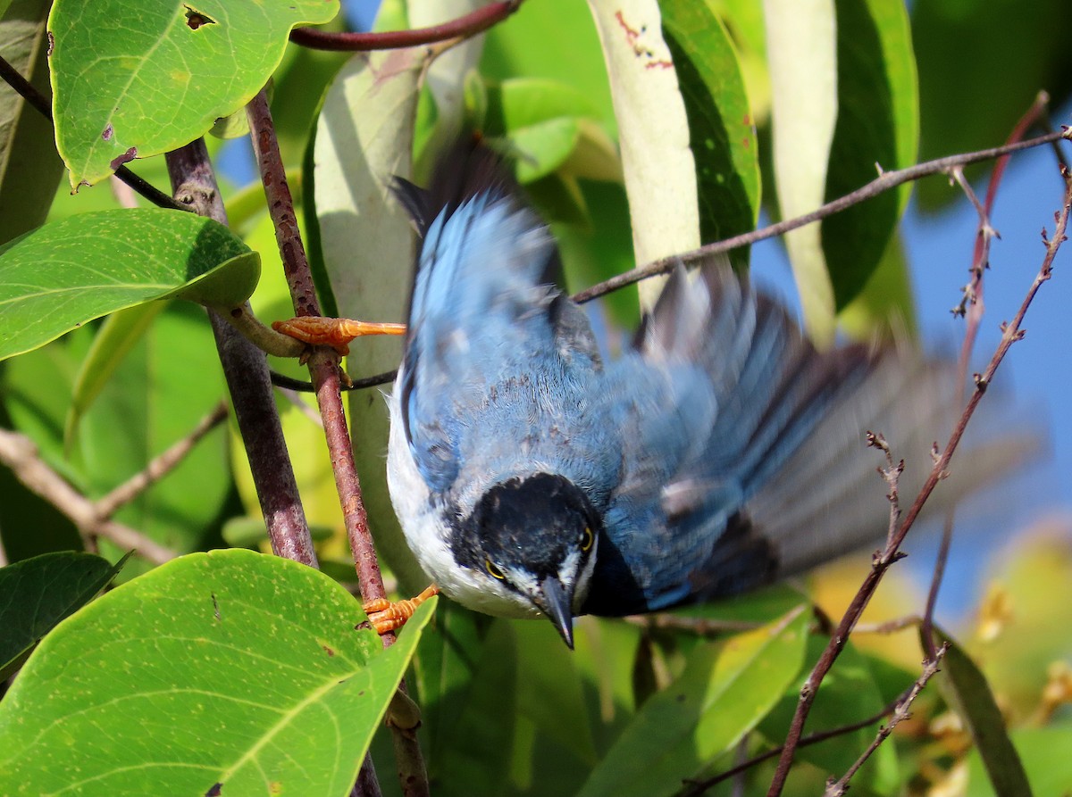 ズキンフウキンチョウ - ML647439528