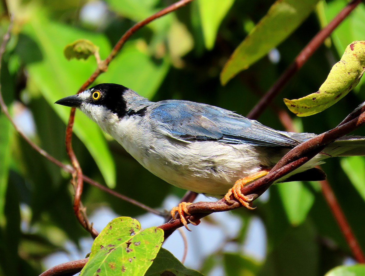 ズキンフウキンチョウ - ML647439529