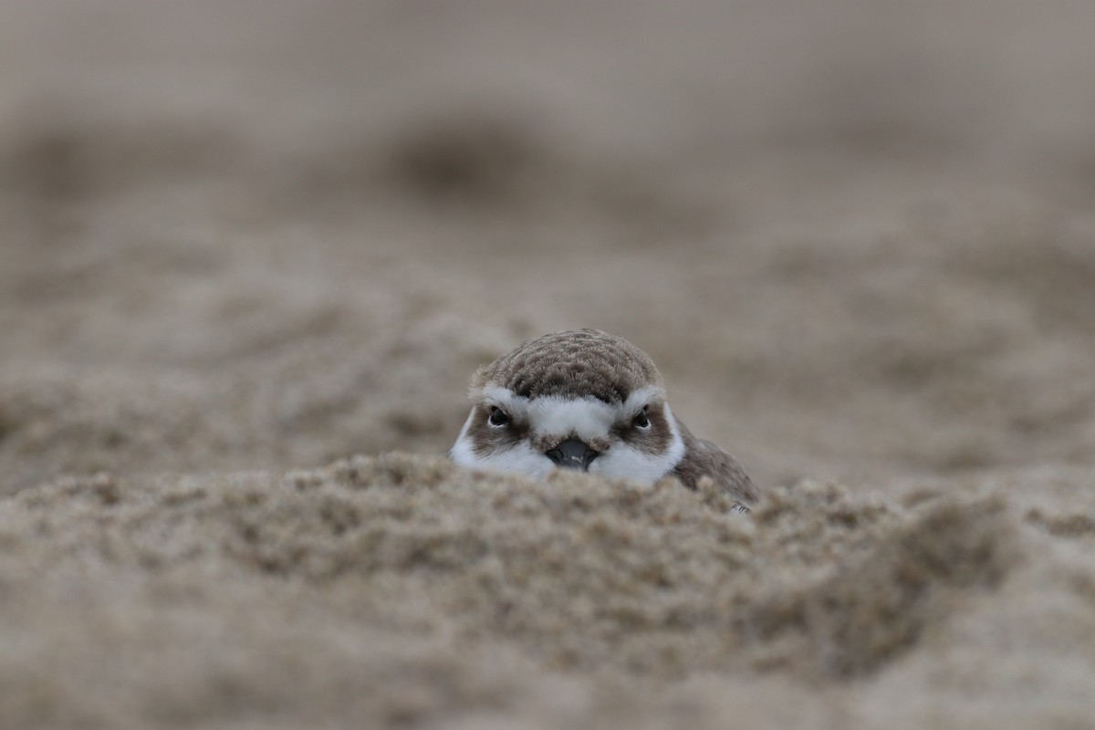 ユキチドリ - ML647439532