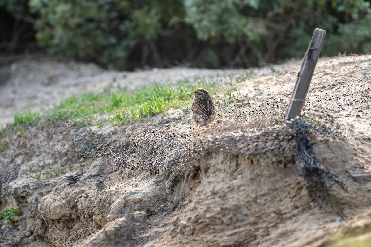 サバンナシトド - ML647439535