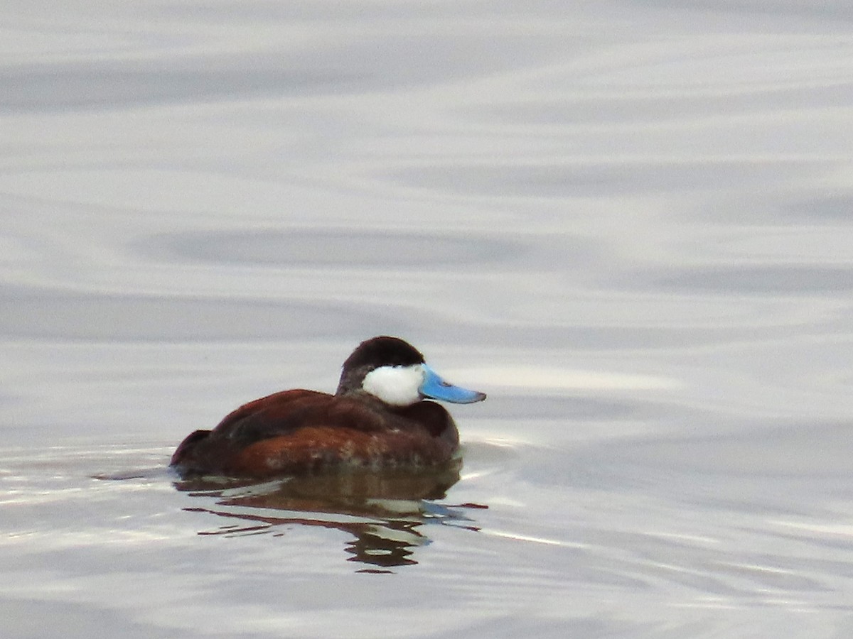 アカオタテガモ - ML647439538