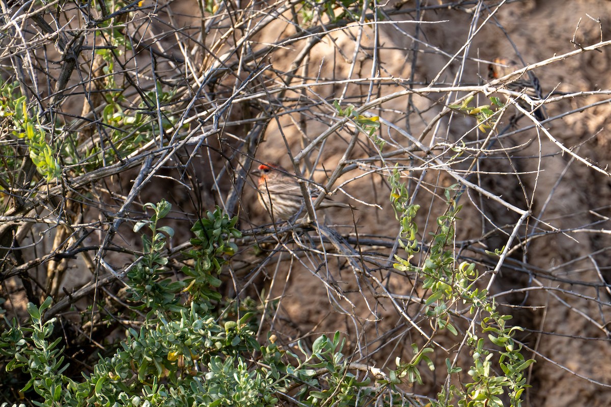 メキシコマシコ - ML647439547