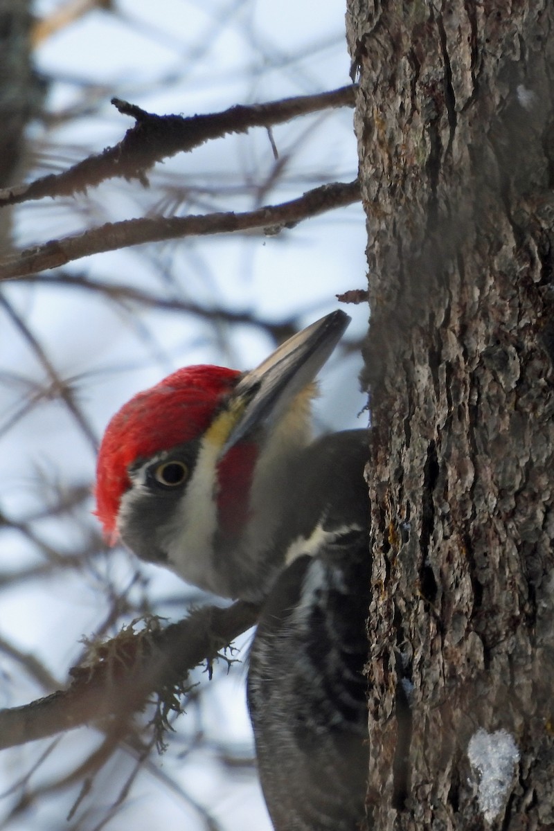 エボシクマゲラ - ML647439552