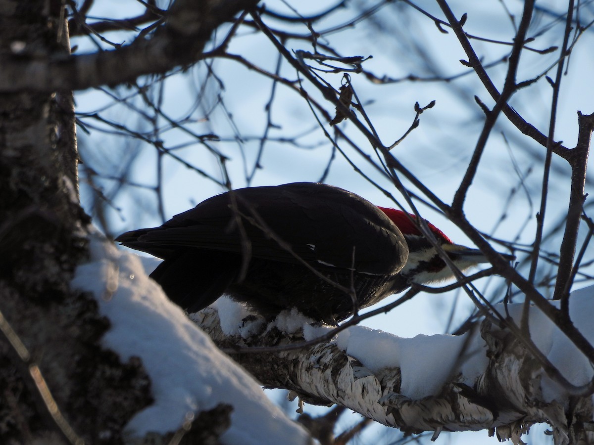 エボシクマゲラ - ML647439553