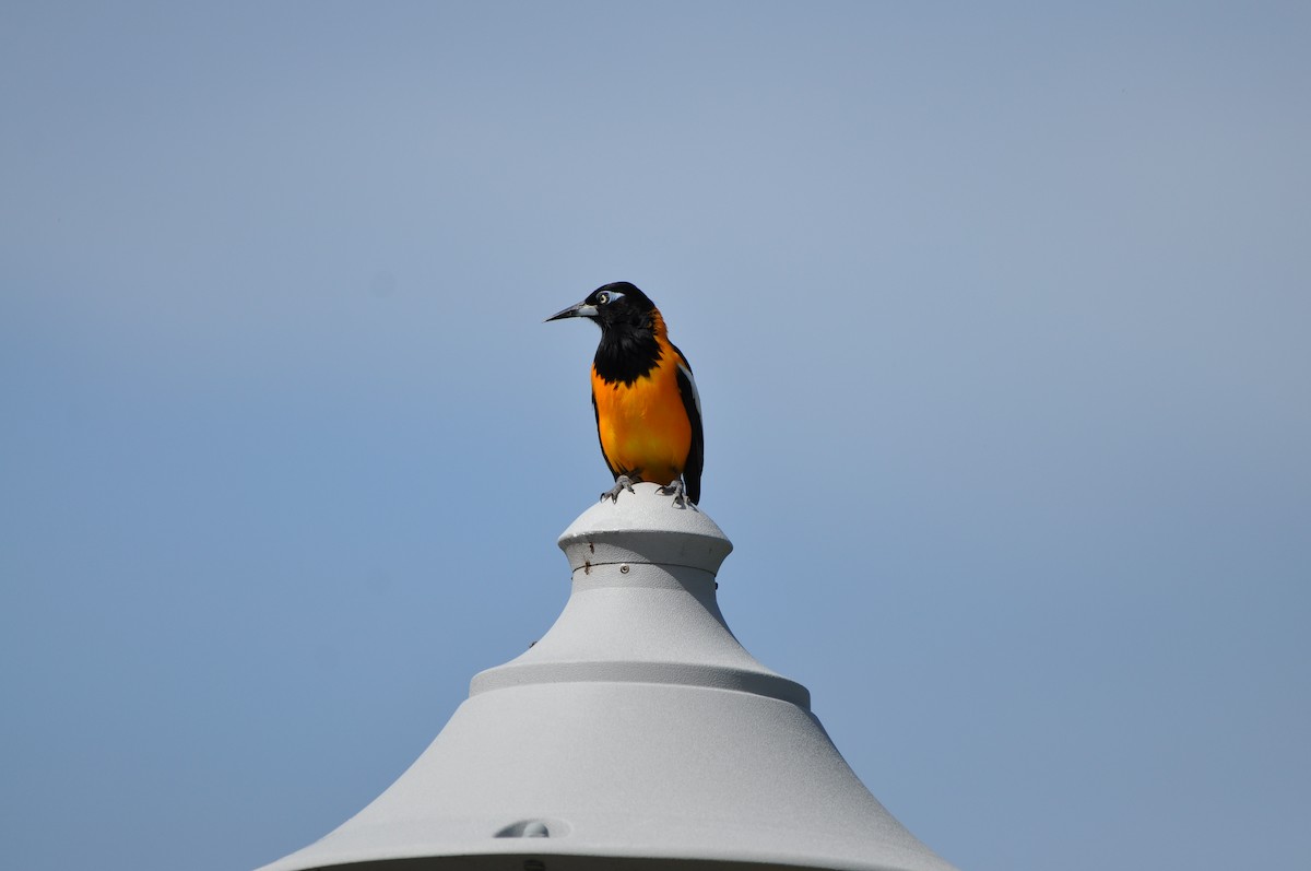 ムクドリモドキ - ML647439556