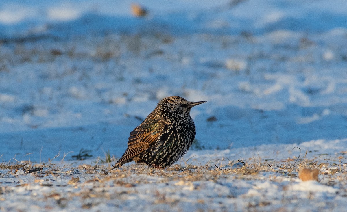 ホシムクドリ - ML647439558