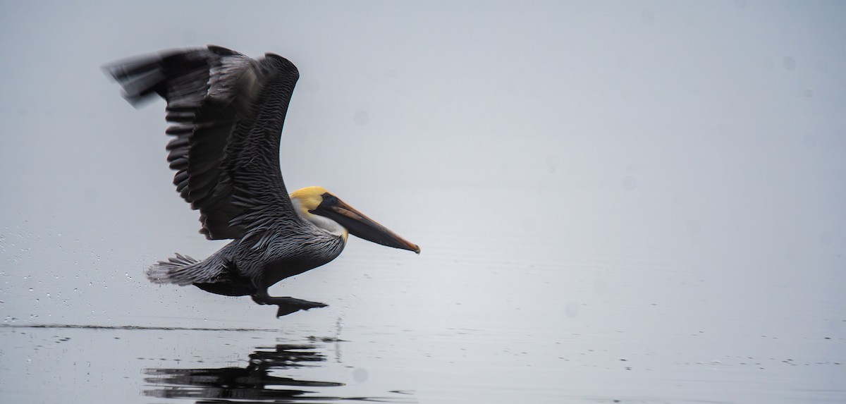 カッショクペリカン - ML647439559