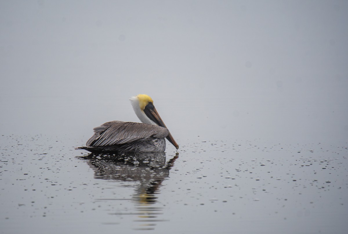 カッショクペリカン - ML647439560