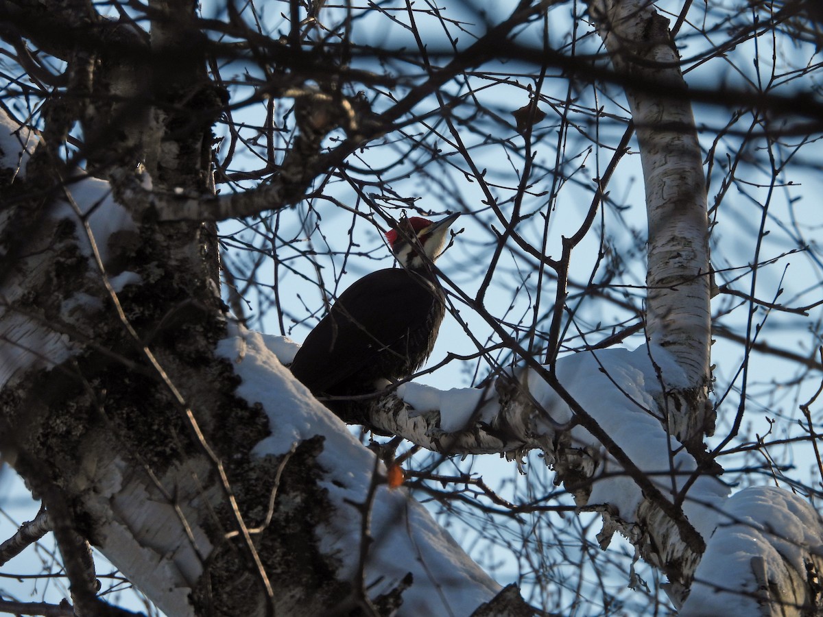Pileated Woodpecker - ML647439561