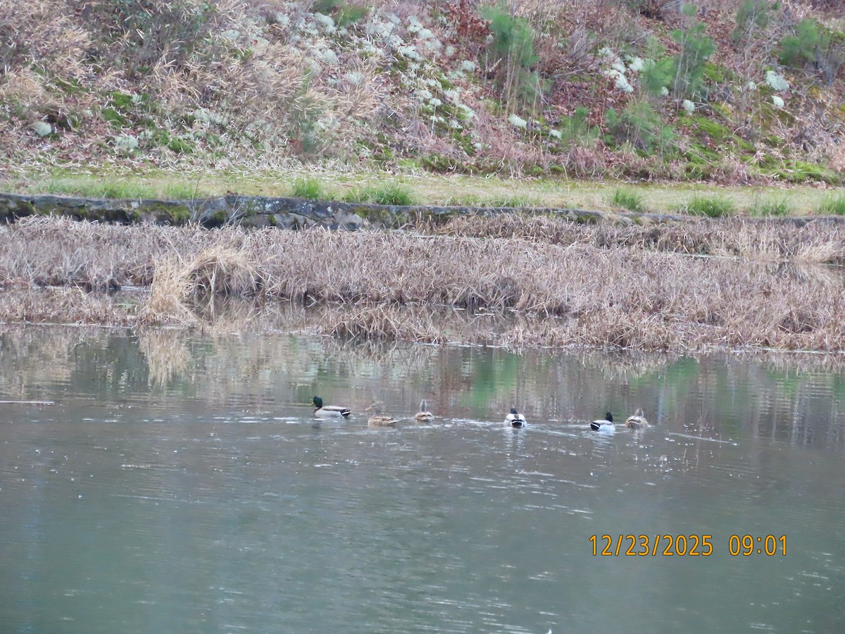 マガモ - ML647439562