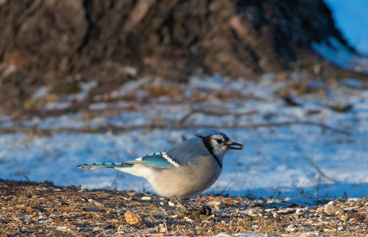 Сизойка блакитна - ML647439564