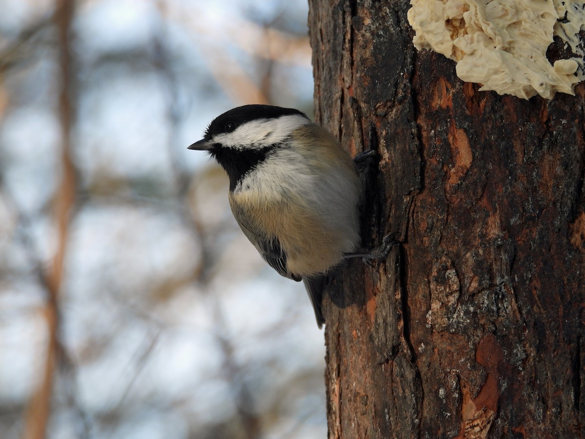 Black-capped Chickadee - ML647439570