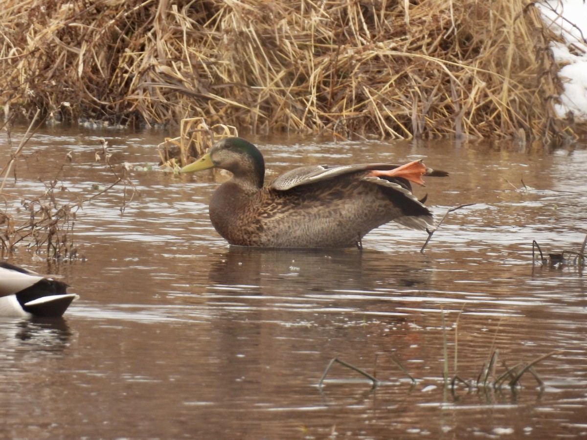 Крижень звичайний х американський - ML647439575