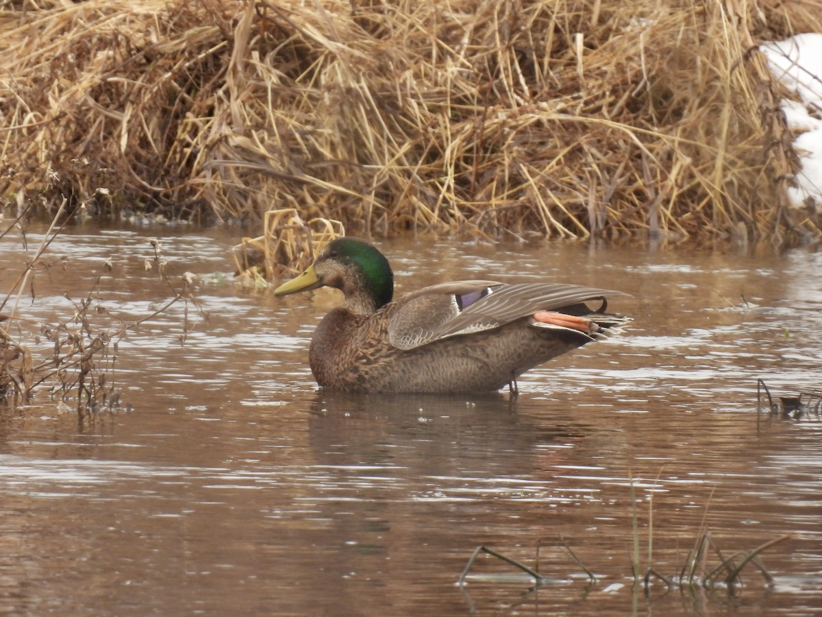 Крижень звичайний х американський - ML647439579