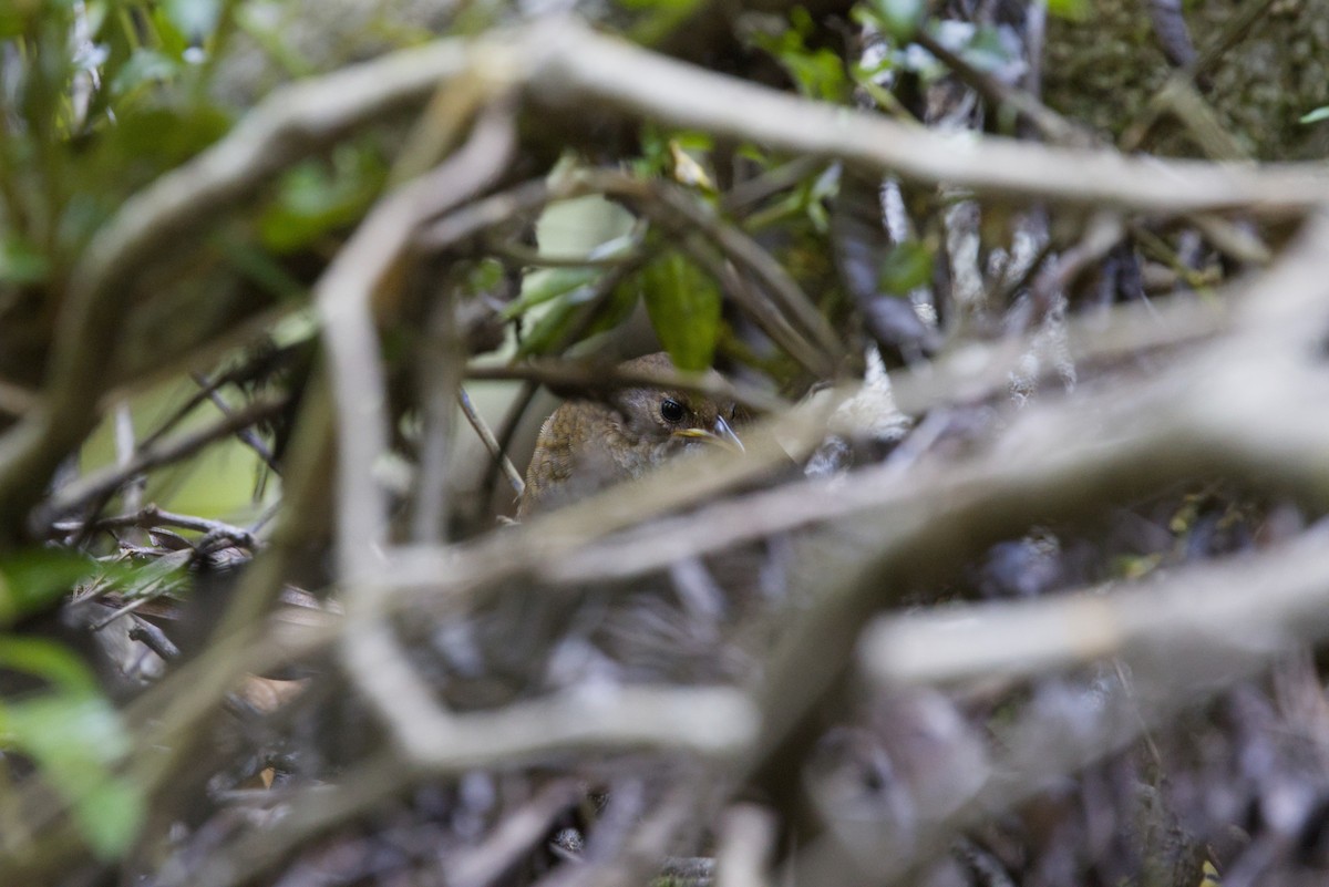 Rufous Scrub-bird - ML647439580