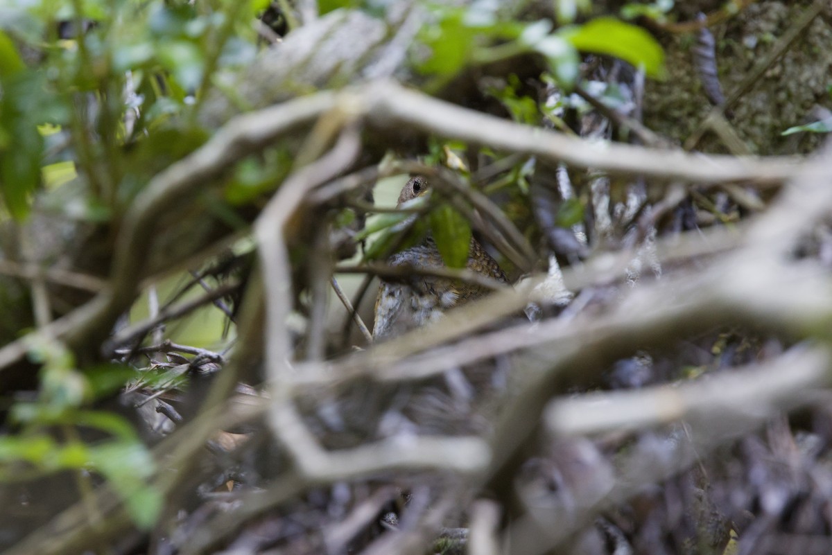 Rufous Scrub-bird - ML647439581