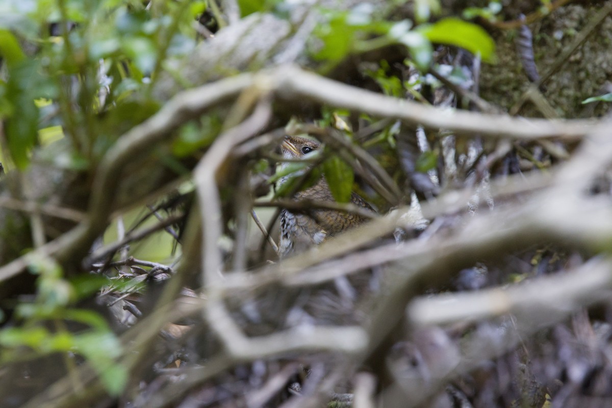 Rufous Scrub-bird - ML647439582