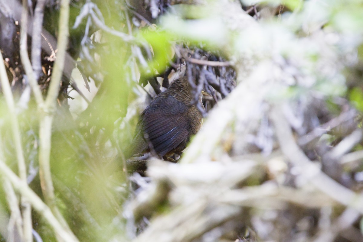 Rufous Scrub-bird - ML647439583