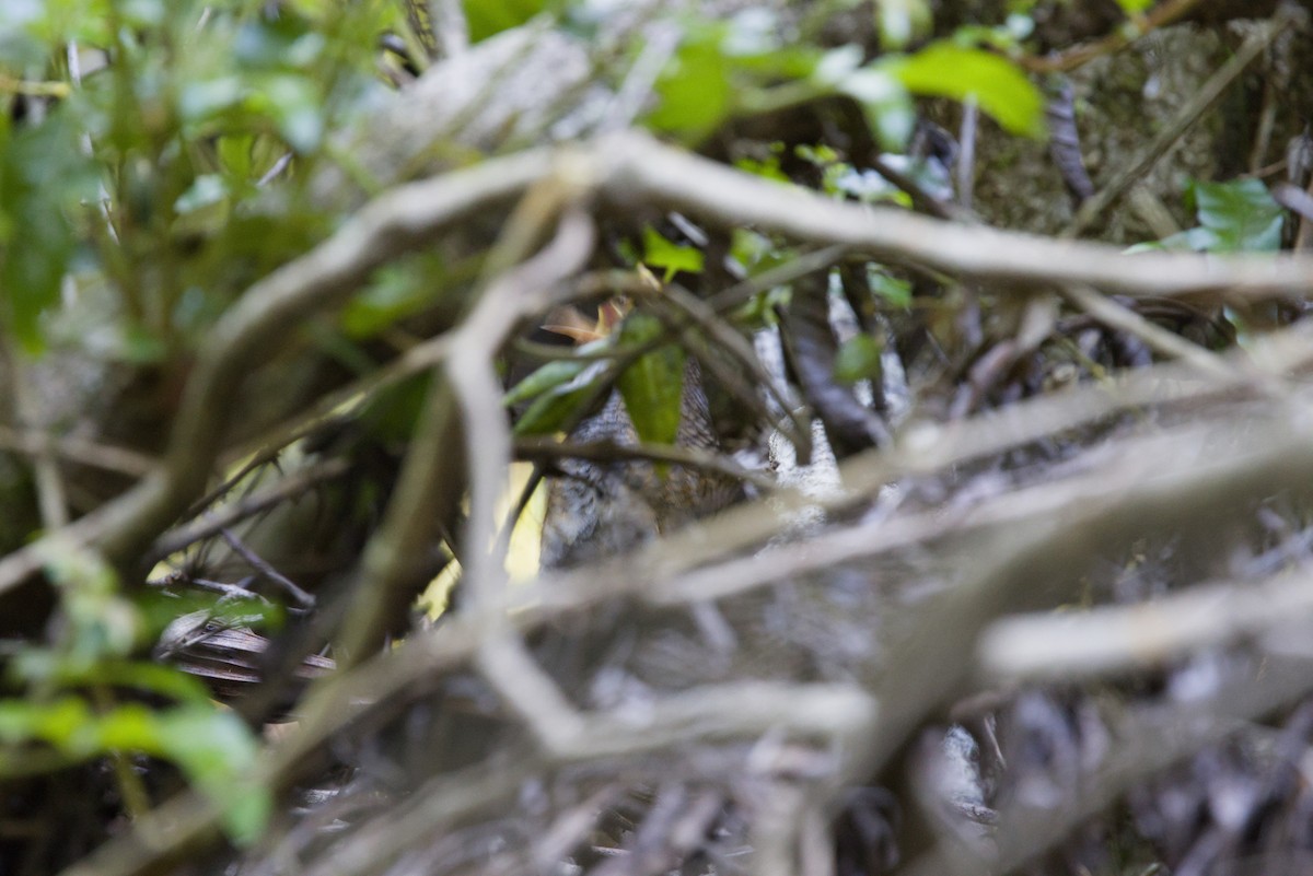 Rufous Scrub-bird - ML647439584