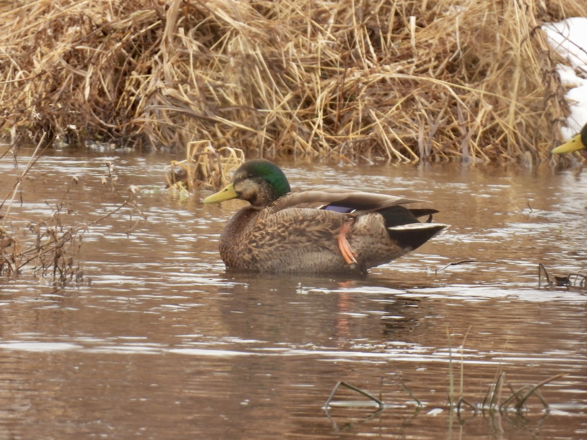 Крижень звичайний х американський - ML647439589