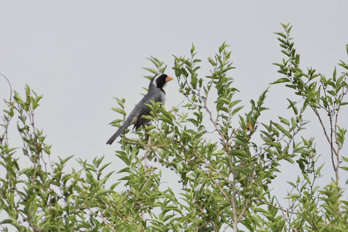 Golden-billed Saltator - ML647439591