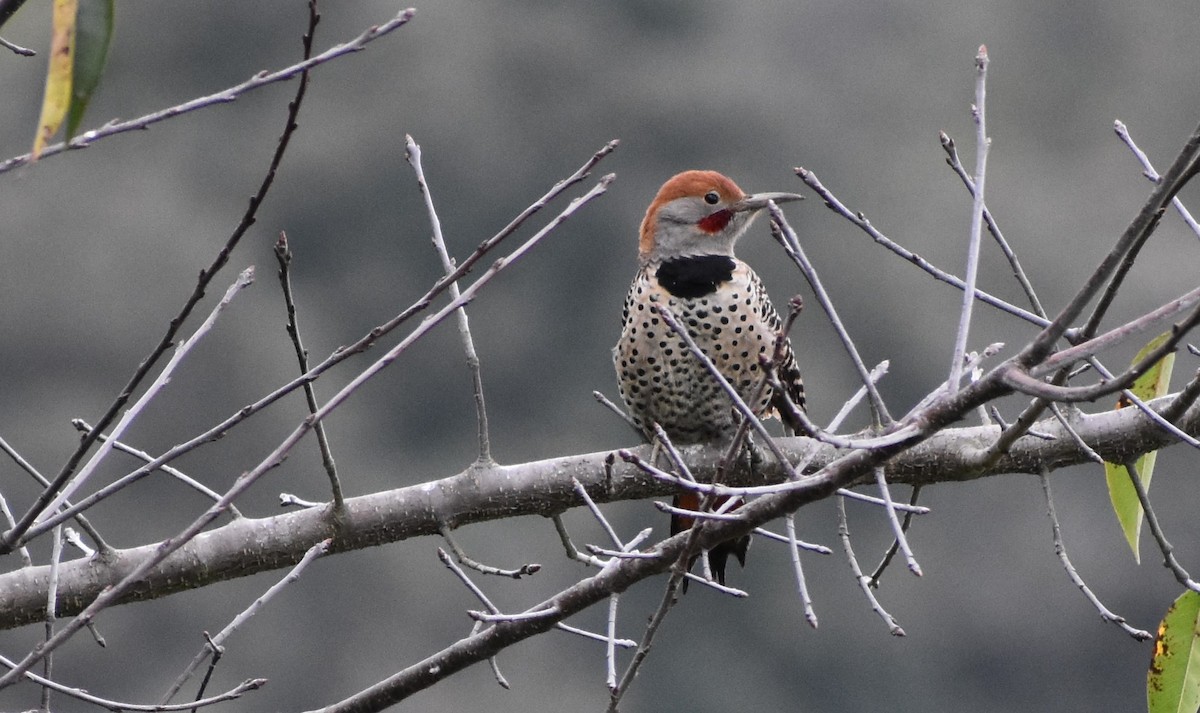 Guatemalan Flicker - ML647439604