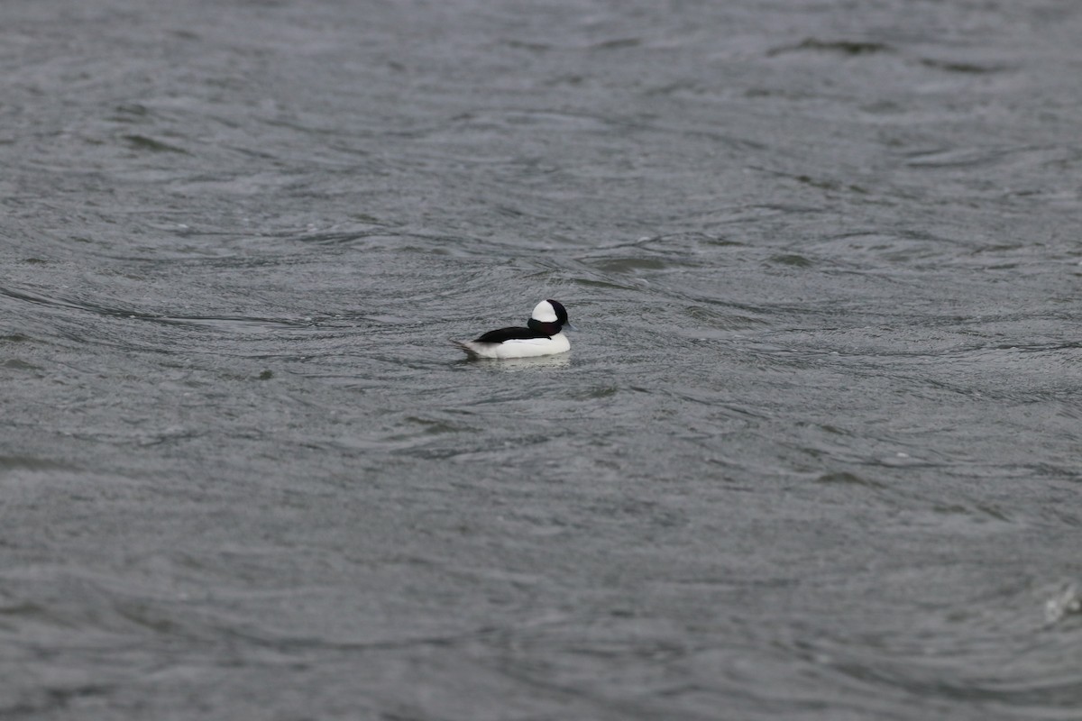 Гоголь-головастик - ML647439639