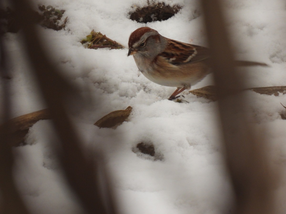 American Tree Sparrow - ML647439640
