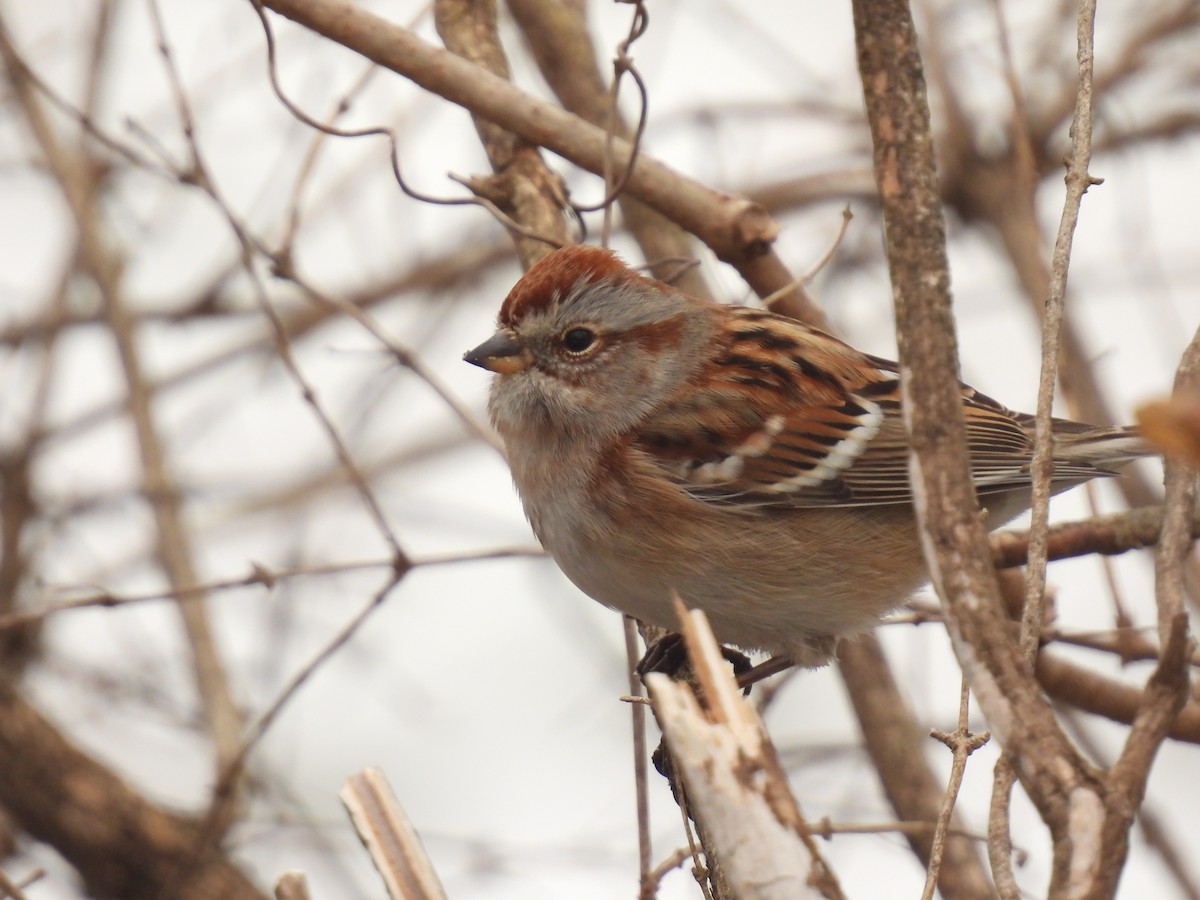 American Tree Sparrow - ML647439642