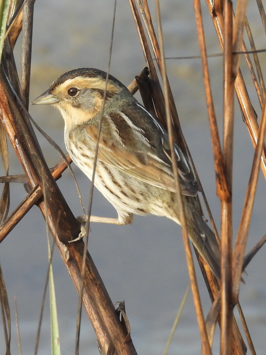 Nelson's Sparrow - ML647439643