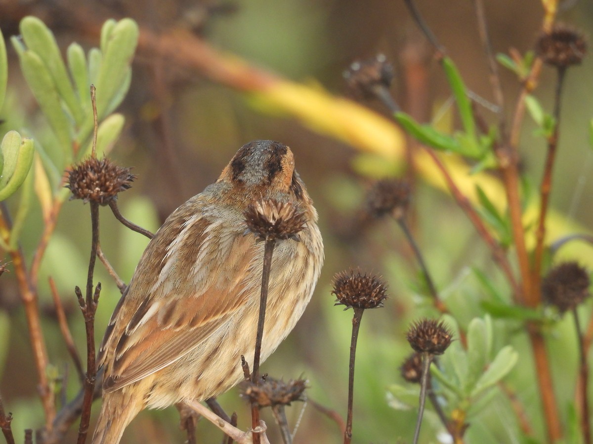 Nelson's Sparrow - ML647439644