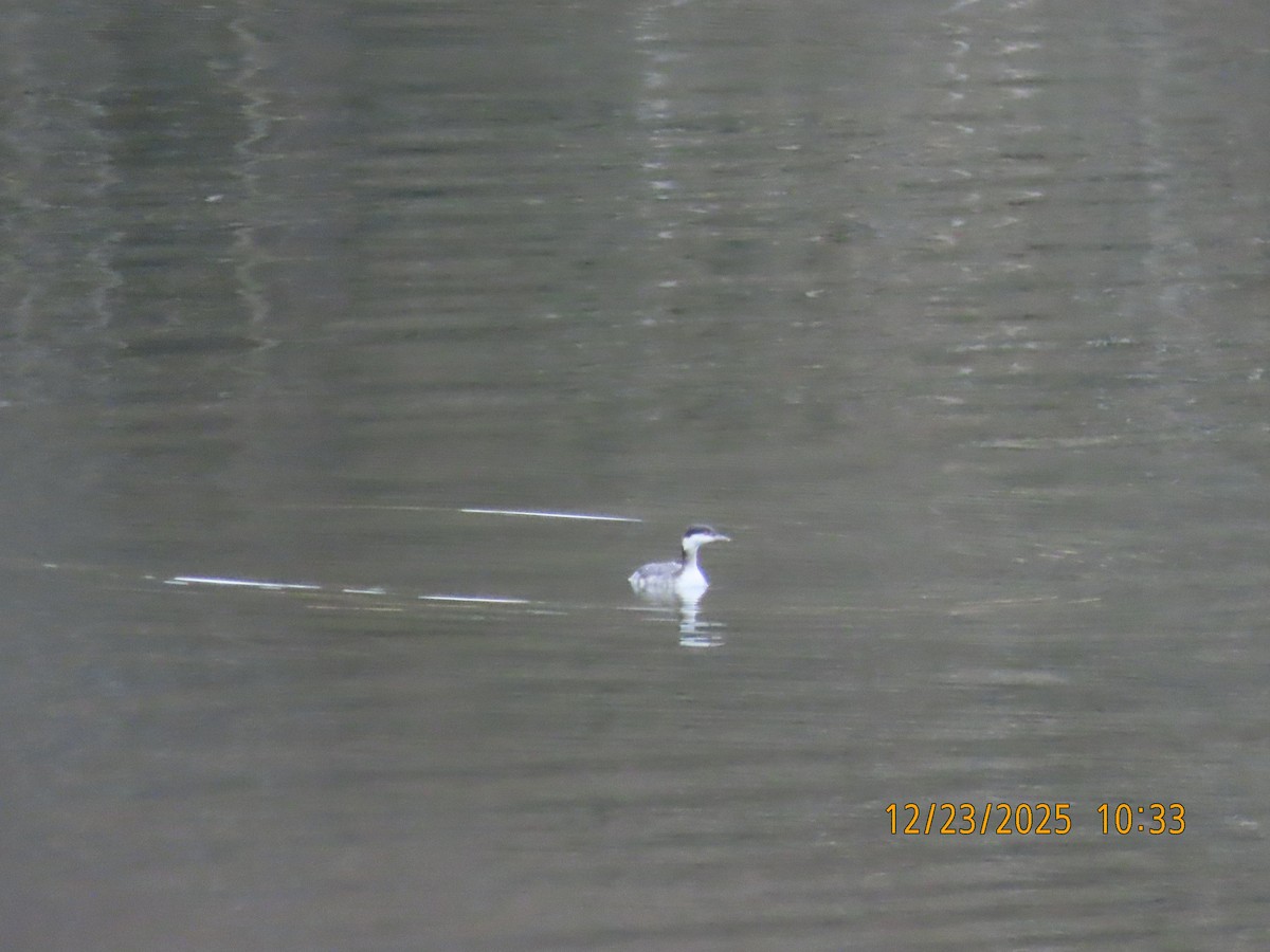 Horned Grebe - ML647439645