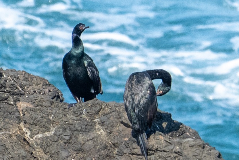 Pelagic Cormorant - ML647439652