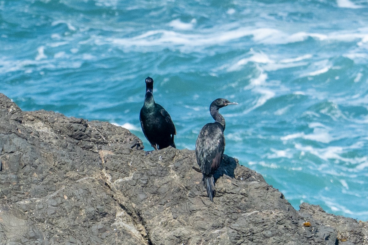 Pelagic Cormorant - ML647439663