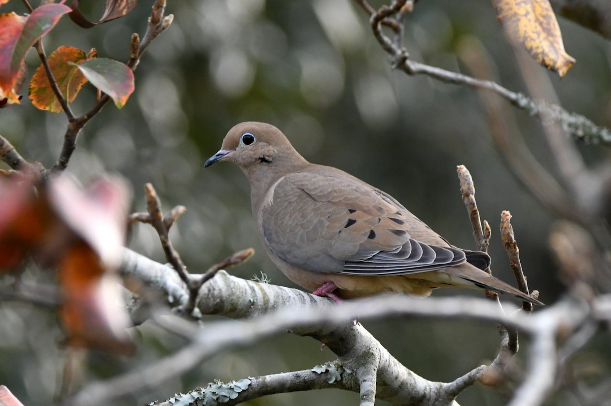 Mourning Dove - ML647439664