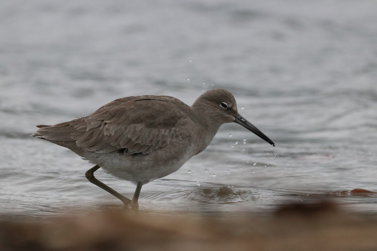 Перепончатопалый улит - ML647439680