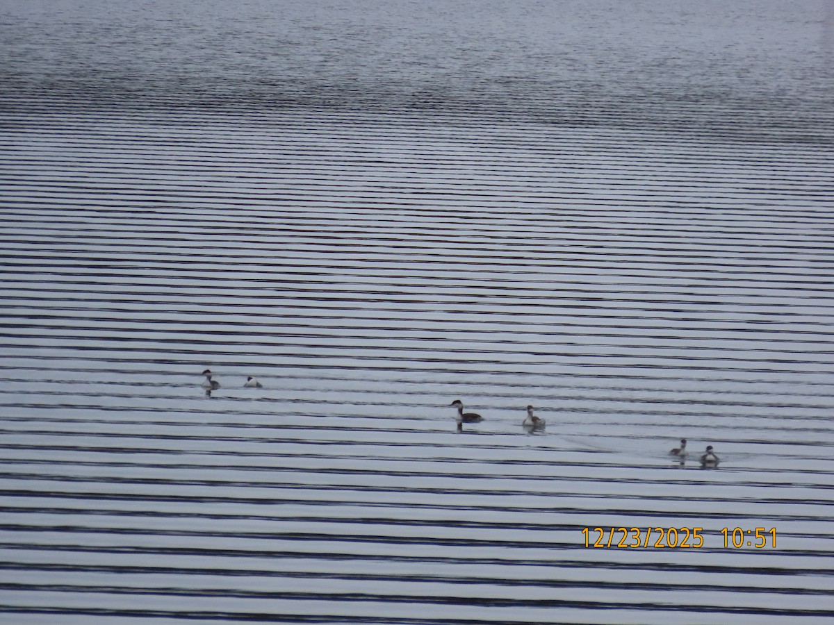 Horned Grebe - ML647439695