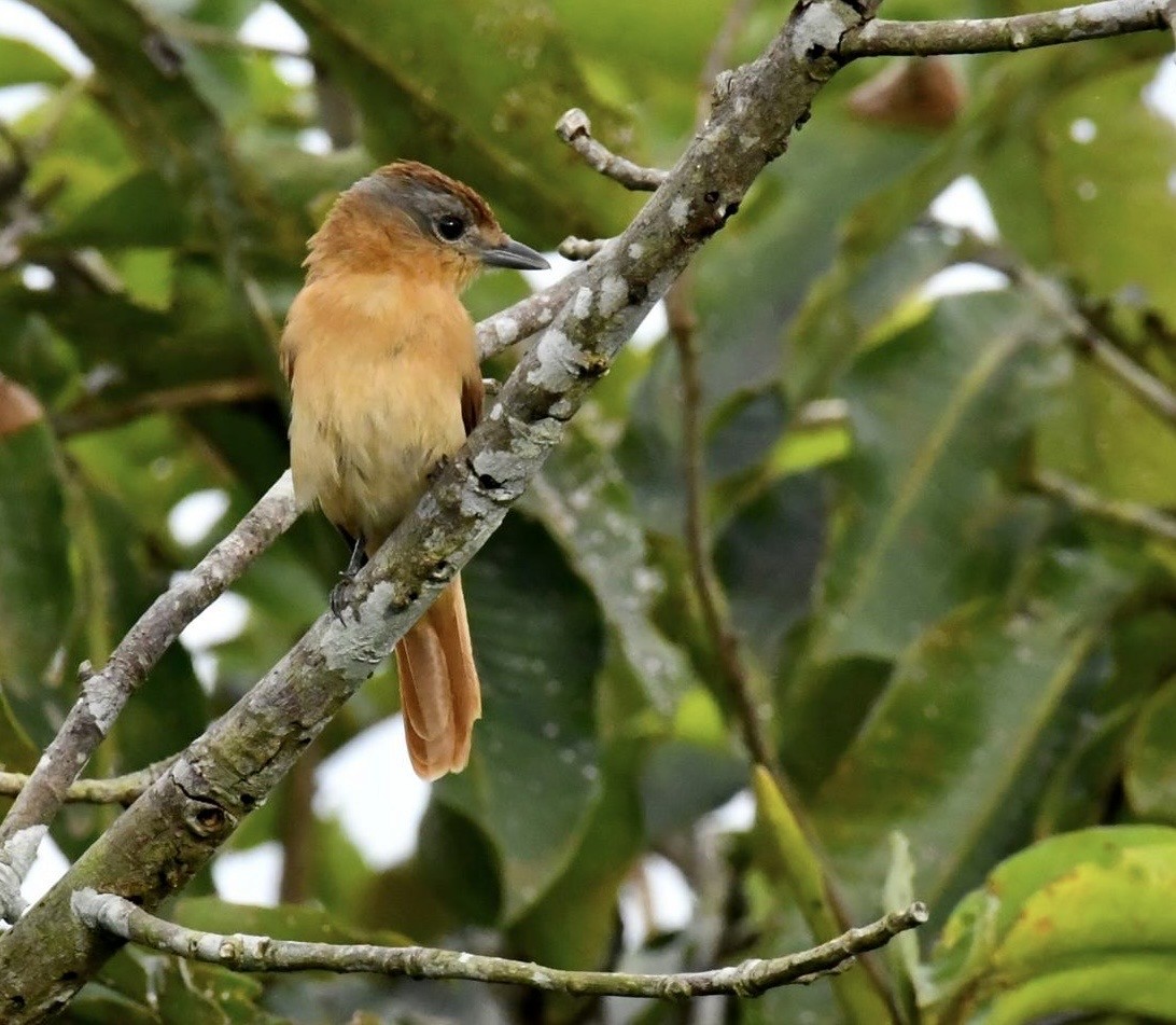 Chestnut-crowned Becard - ML647439698