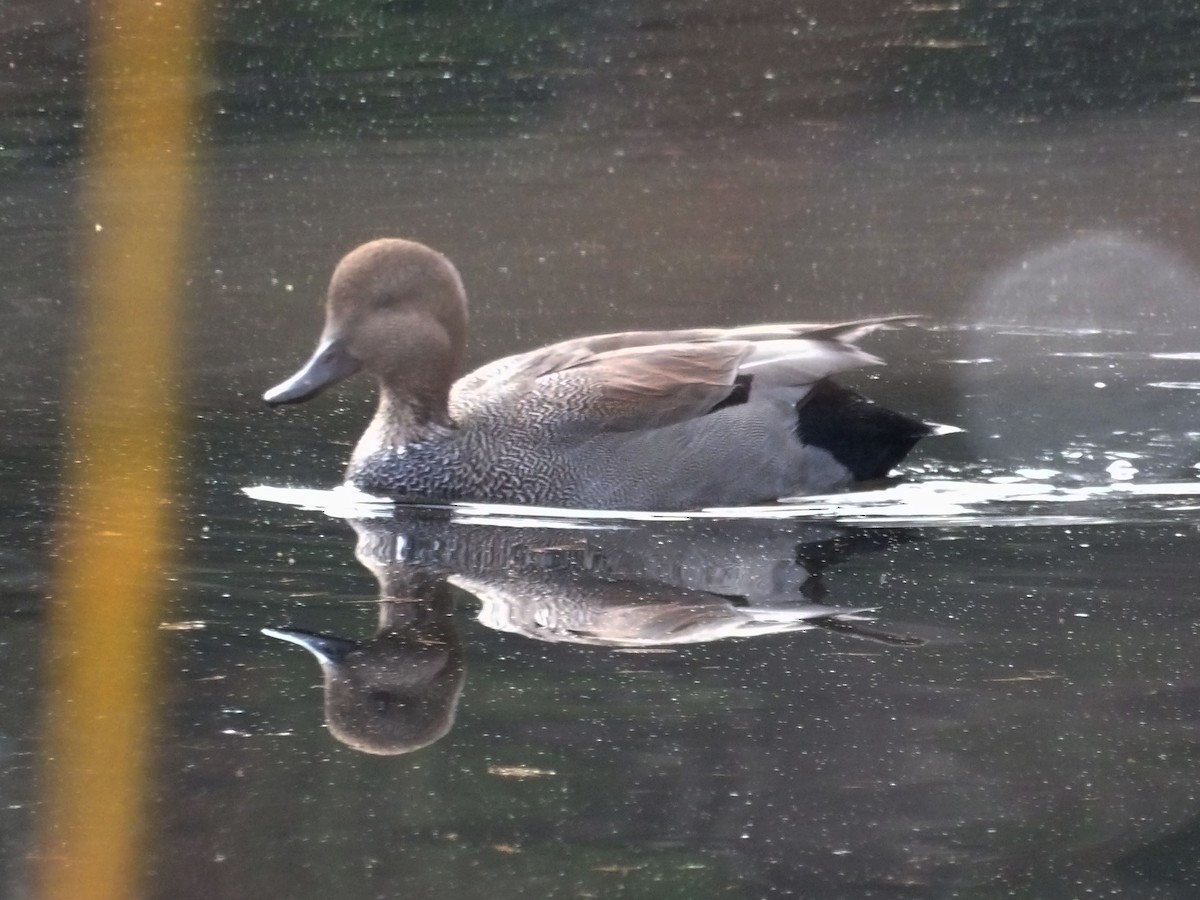 Gadwall - ML647439720