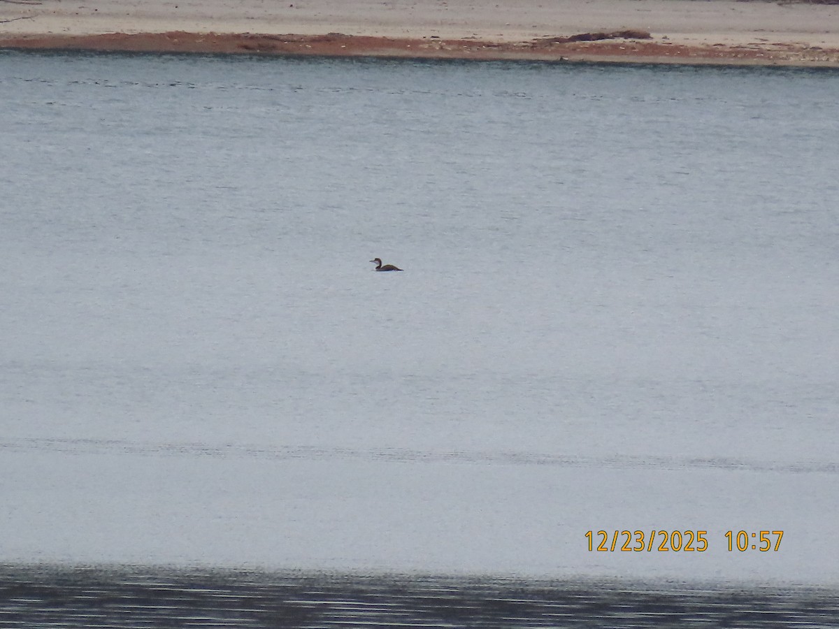 Common Loon - ML647439725